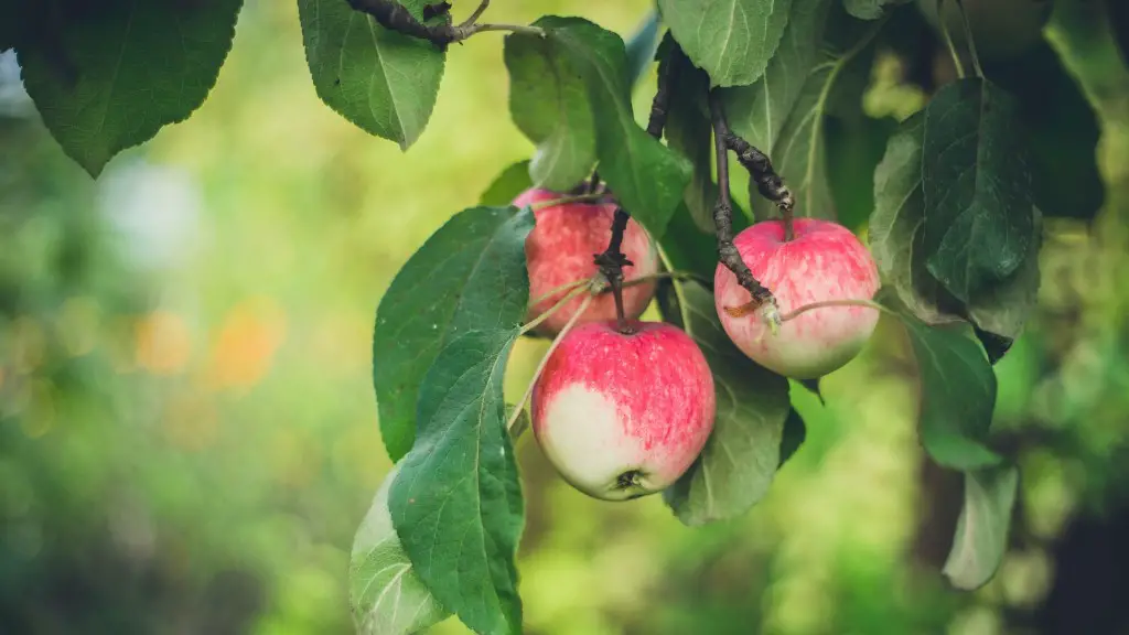 How Tall Does A Semi Dwarf Apple Tree Grow