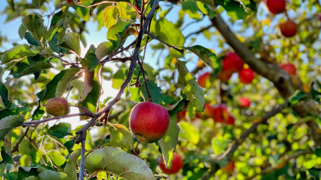 How To Stop Apples Rotting On The Tree