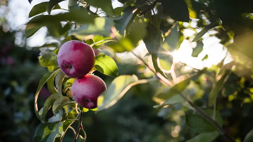 How to start apple tree from seed?