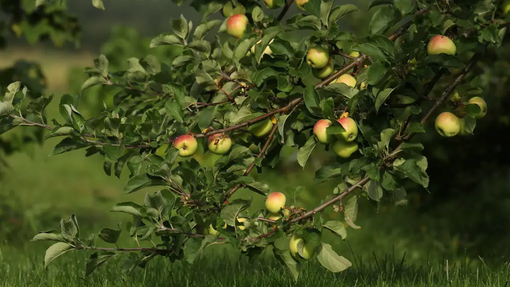 How to care for an apple tree?