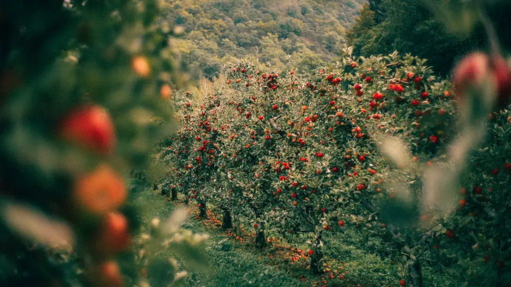 Does frost hurt apples on the tree?