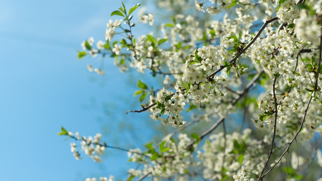 Where Can I Grow A Cherry Blossom Tree