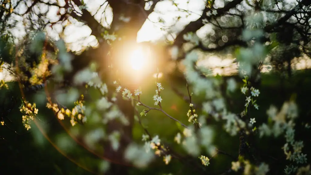 Is a sakura tree a cherry blossom tree?