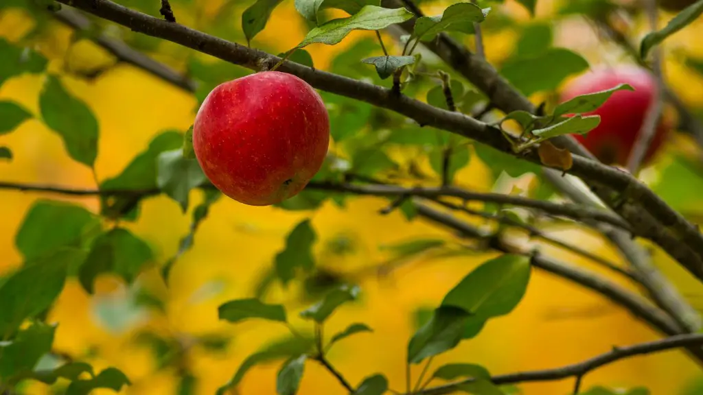 How To Transplant A Cherry Tree