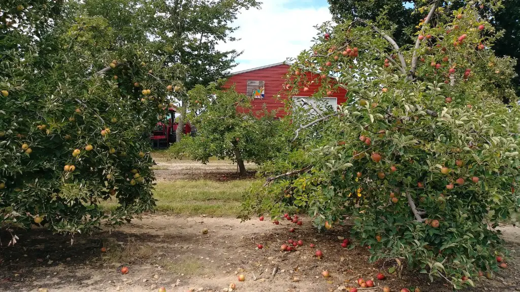 How to grow a small apple tree?