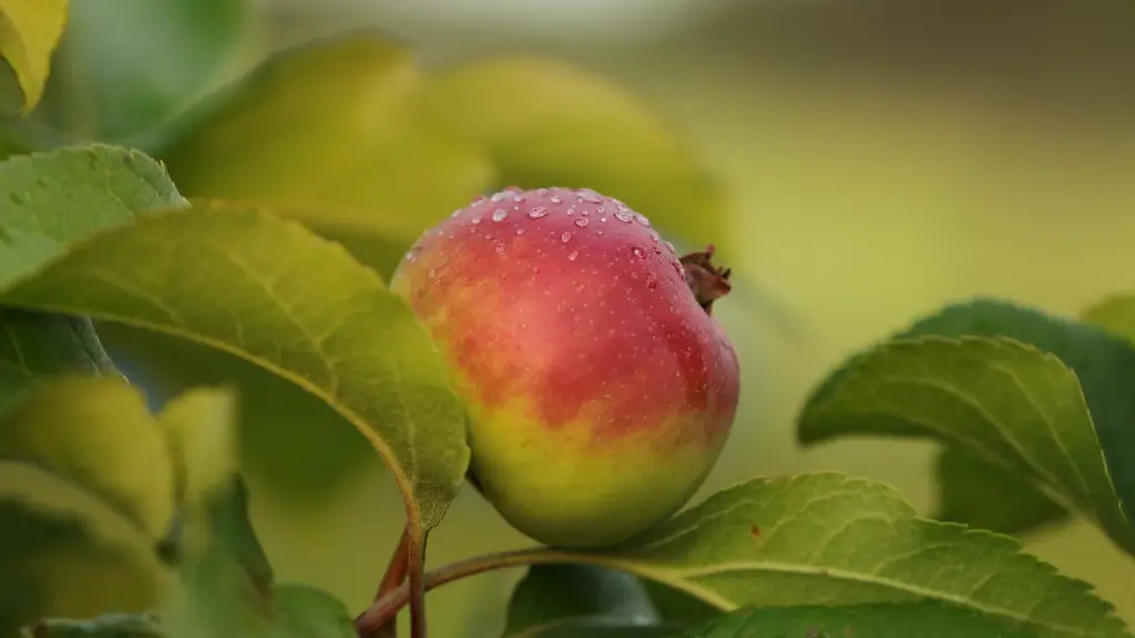 Why Is My Apple Tree Losing Its Leaves In June