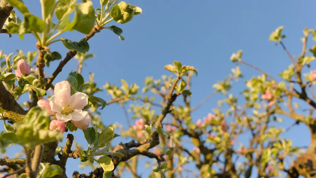 How long does it take an apple tree to mature?