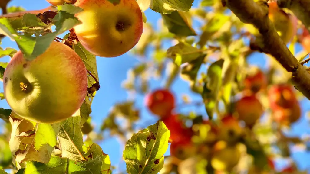 How to make an apple tree from a seed?