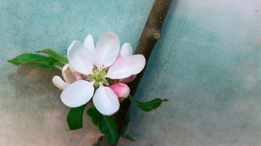 When is a good time to prune an apple tree?