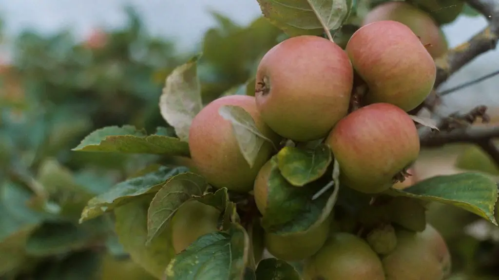 Can an apple tree grow from a seed?