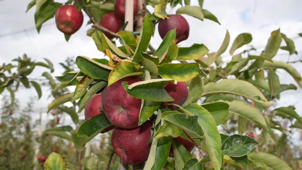 What Is Eating The Leaves On My Apple Tree