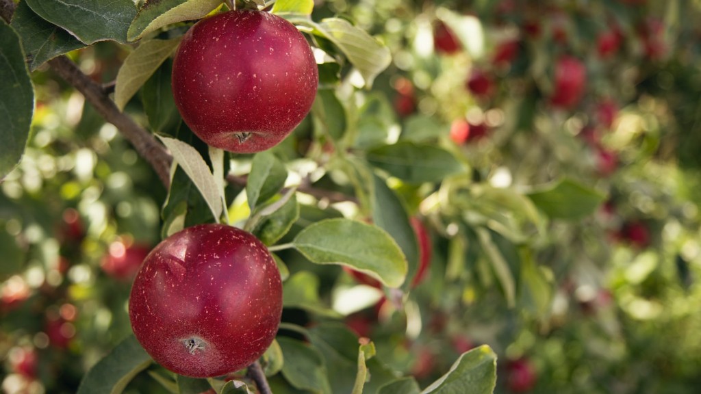 Can you grow an apple tree from an apple core?
