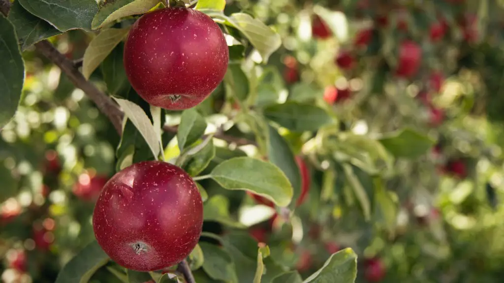 How Tall Does A Semi Dwarf Apple Tree Grow