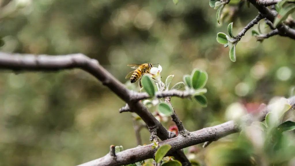 How to grow chestnut tree from nut?