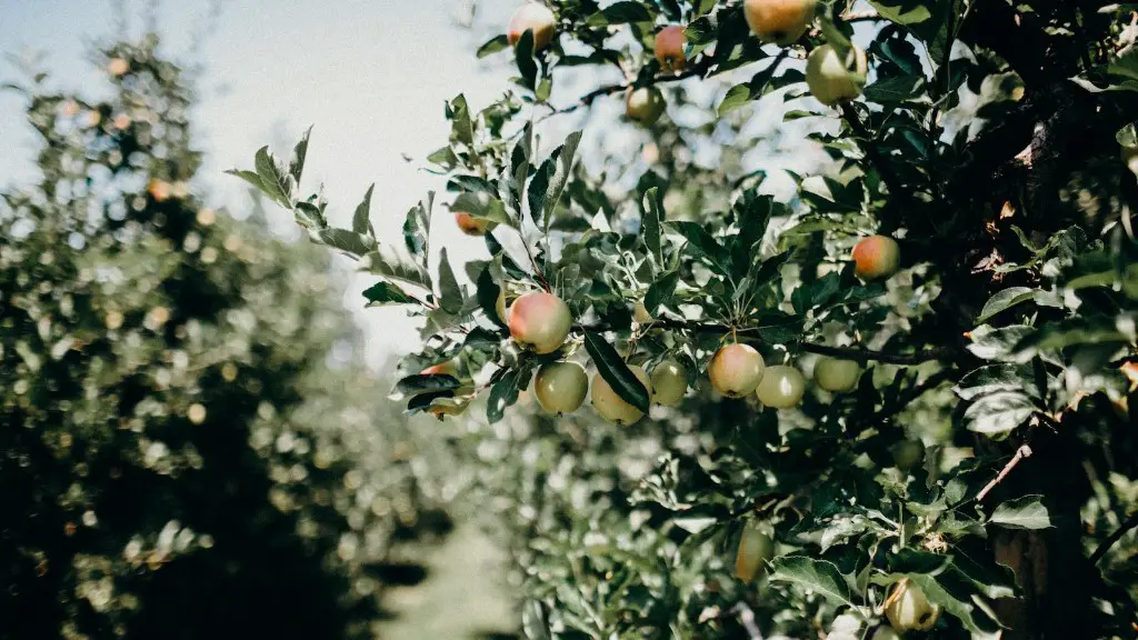 How to grow opal apple tree?