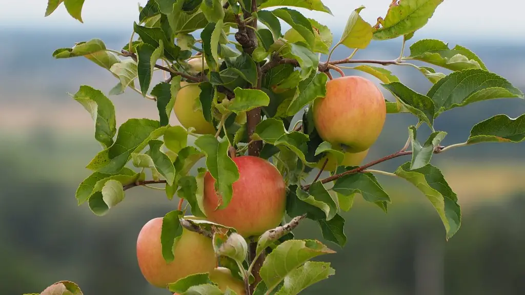 How old is the oldest apple tree?