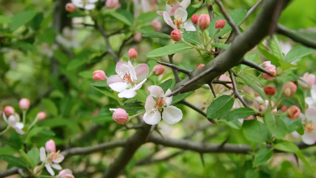 Do apple tree leaves change color?