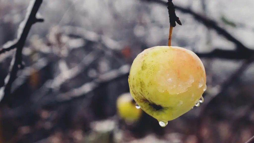 When Is It Too Late To Prune An Apple Tree