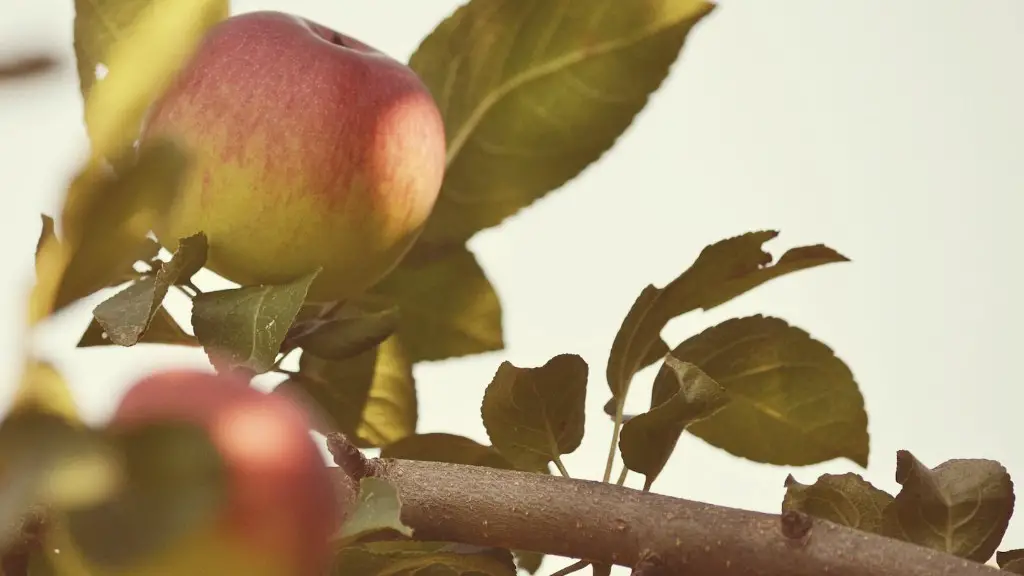 How much does it cost to buy an apple tree?