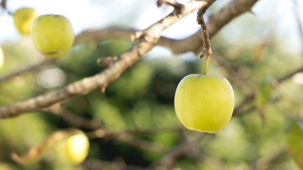 How To Thin An Apple Tree