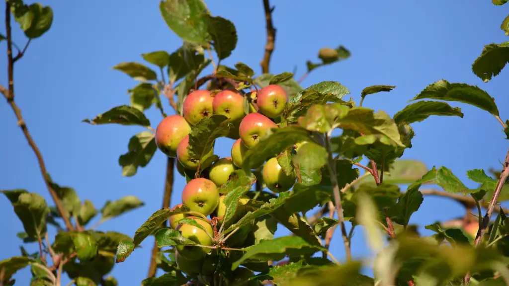 Can i plant rhubarb under an apple tree?