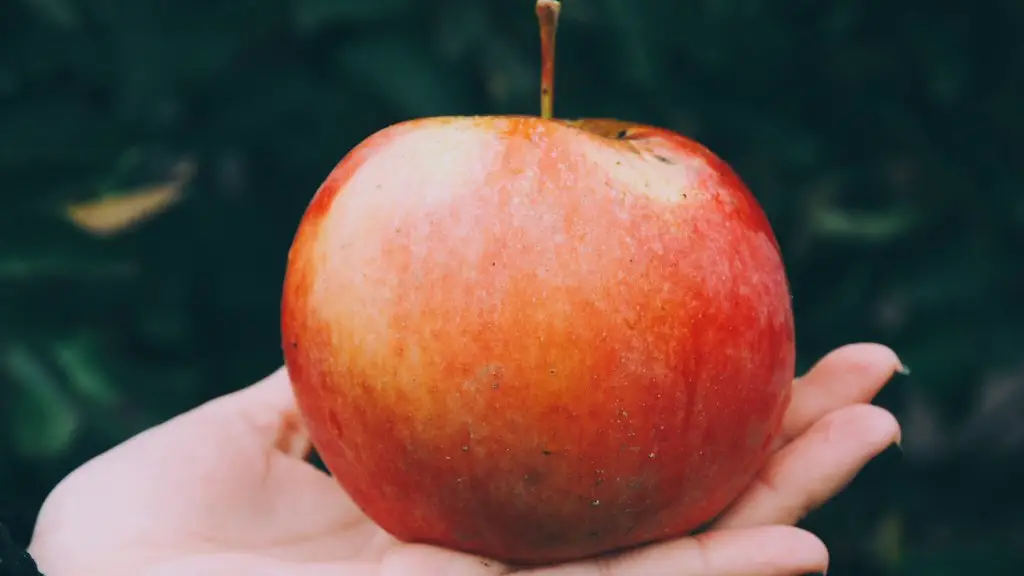 How tall does a dwarf apple tree grow?