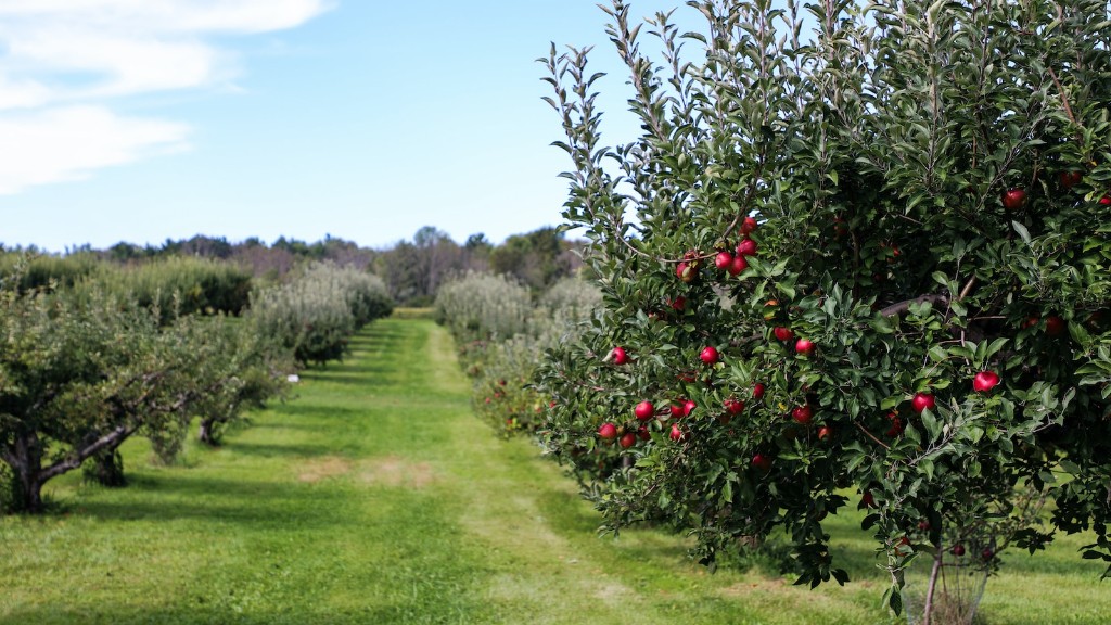 Can you burn apple tree wood?