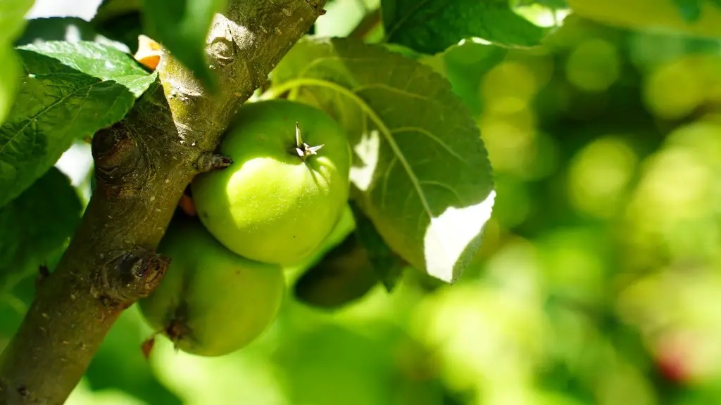Can You Pot A Lemon Tree