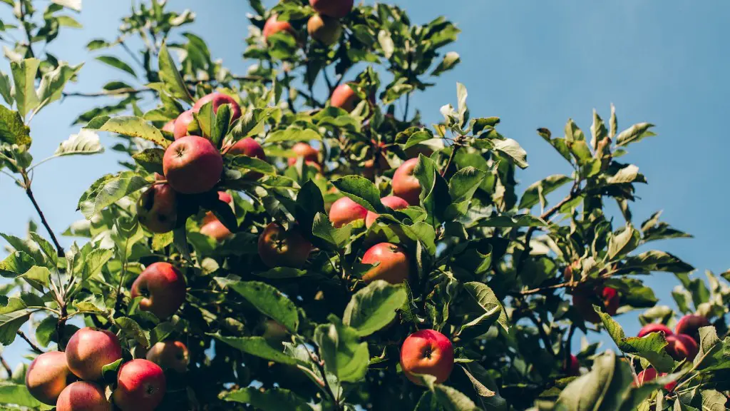 How To Prune A Large Apple Tree