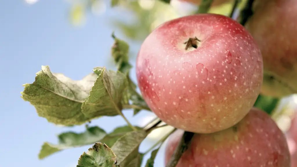 A Parasitic Plant That Grows On An Apple Tree