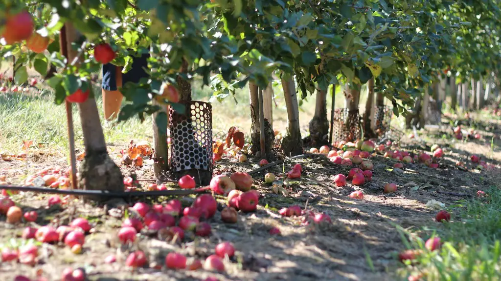 How much to water an apple tree?