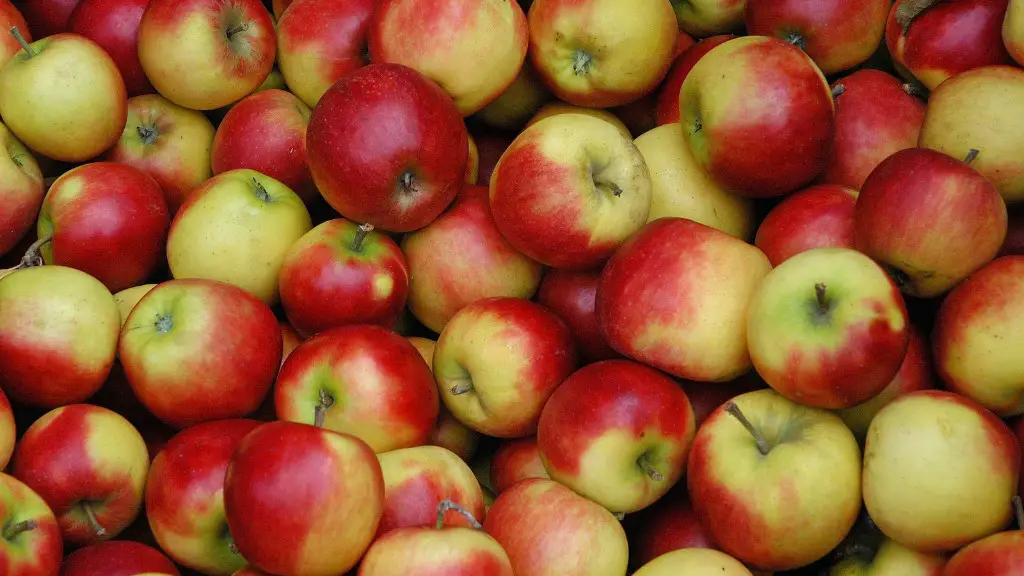 How Long For An Apple Tree To Bear Fruit
