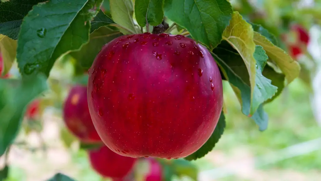 How Is Apple Tree