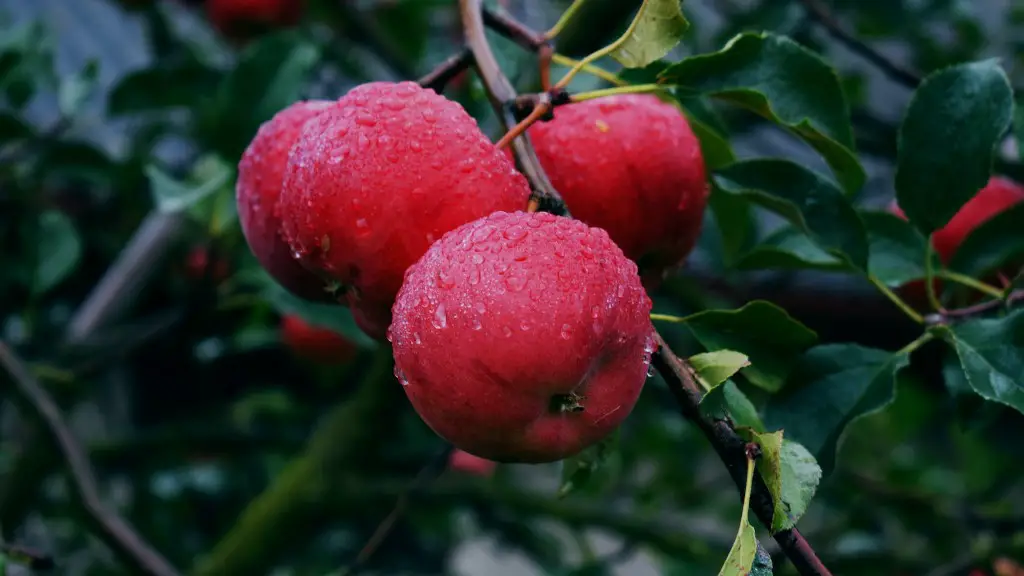 Can you graft an apple tree to a maple?