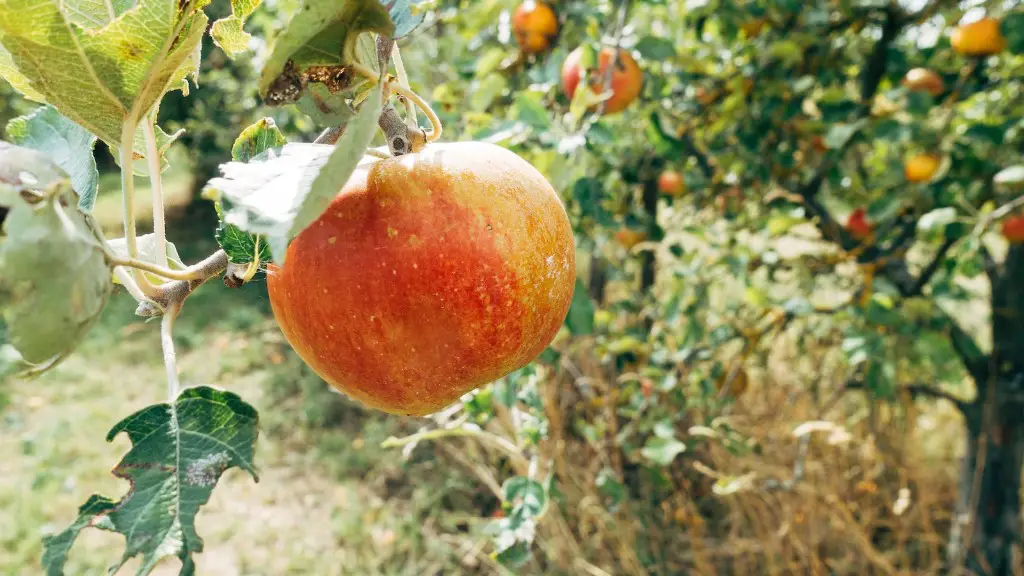 How many syllables in apple tree?