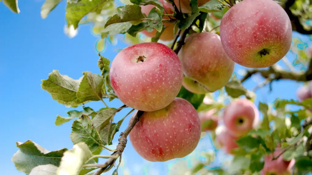 How to get good apples from tree?