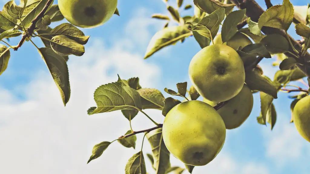 Can rabbits eat apple tree branches and leaves?