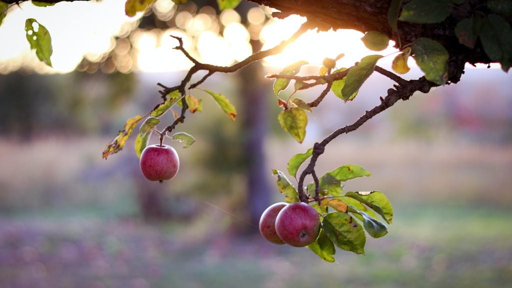 How To Thin An Apple Tree