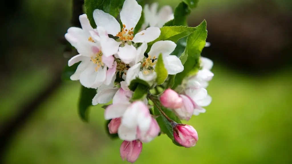 Is Apple Tree Evergreen