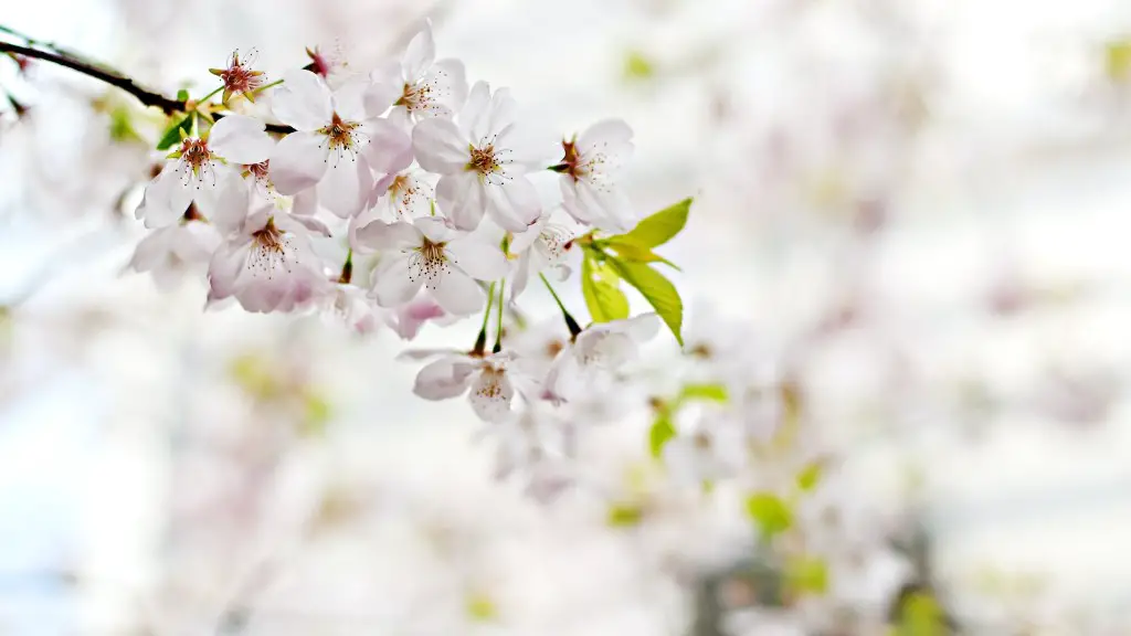 How big does a cherry blossom tree get?