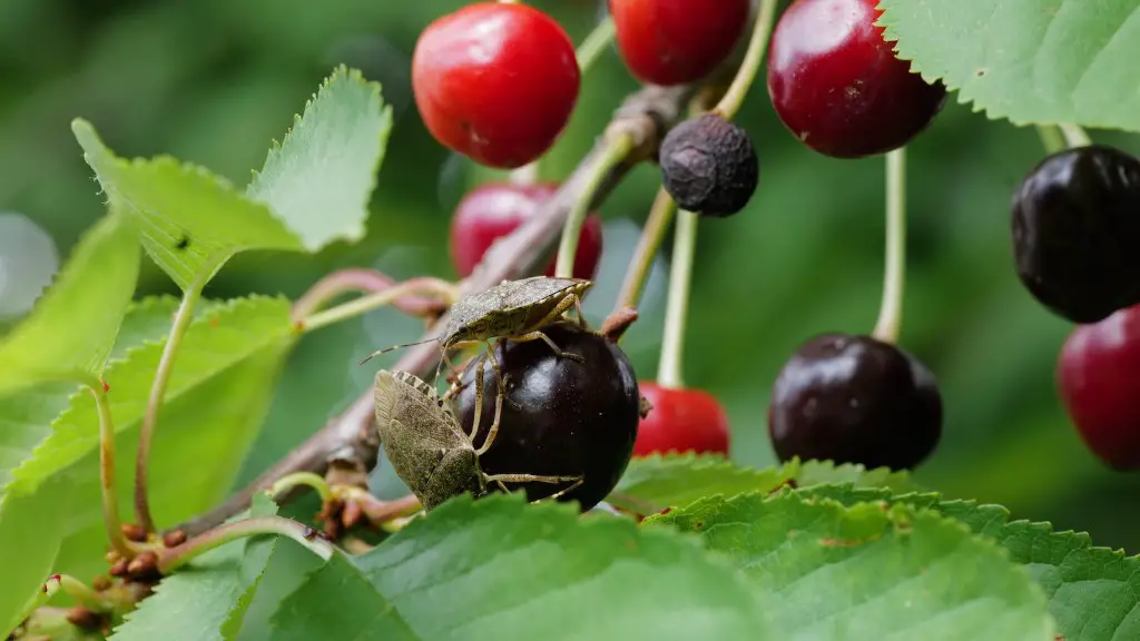 What Is Cherry Tree Wood Used For