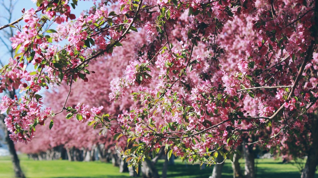 How to plant a cherry blossom tree?