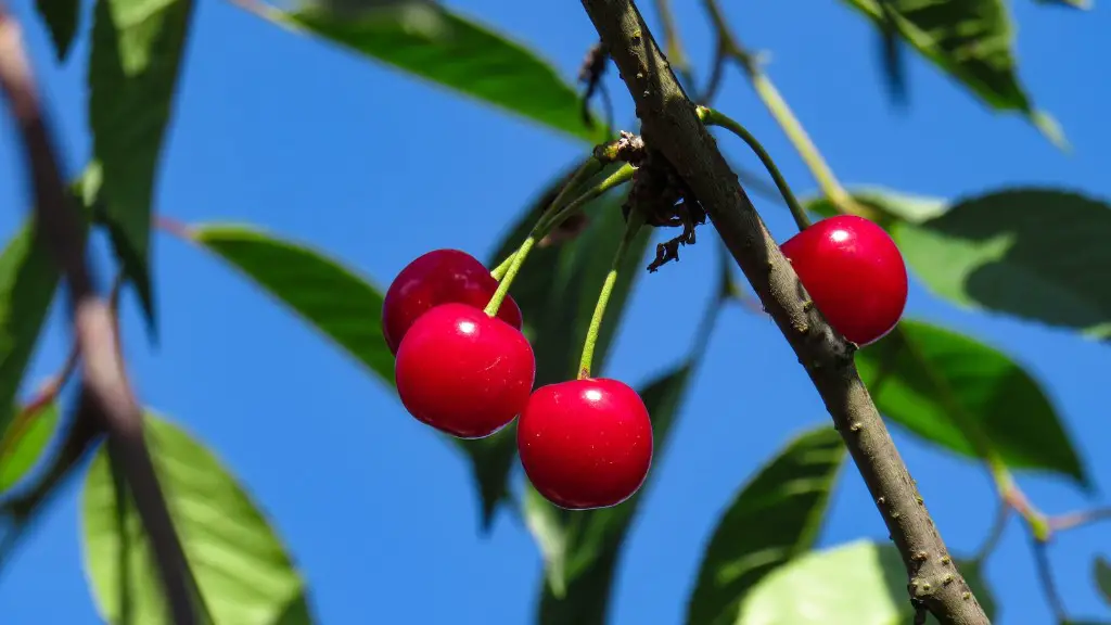 How long for lemon tree to bear fruit?