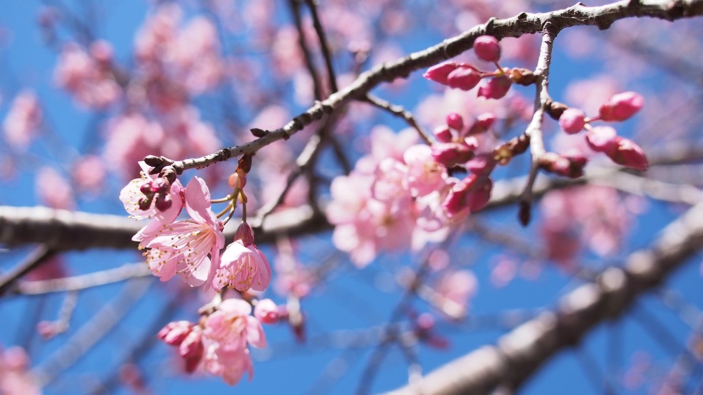 What Does The Bark Of A Cherry Tree Look Like