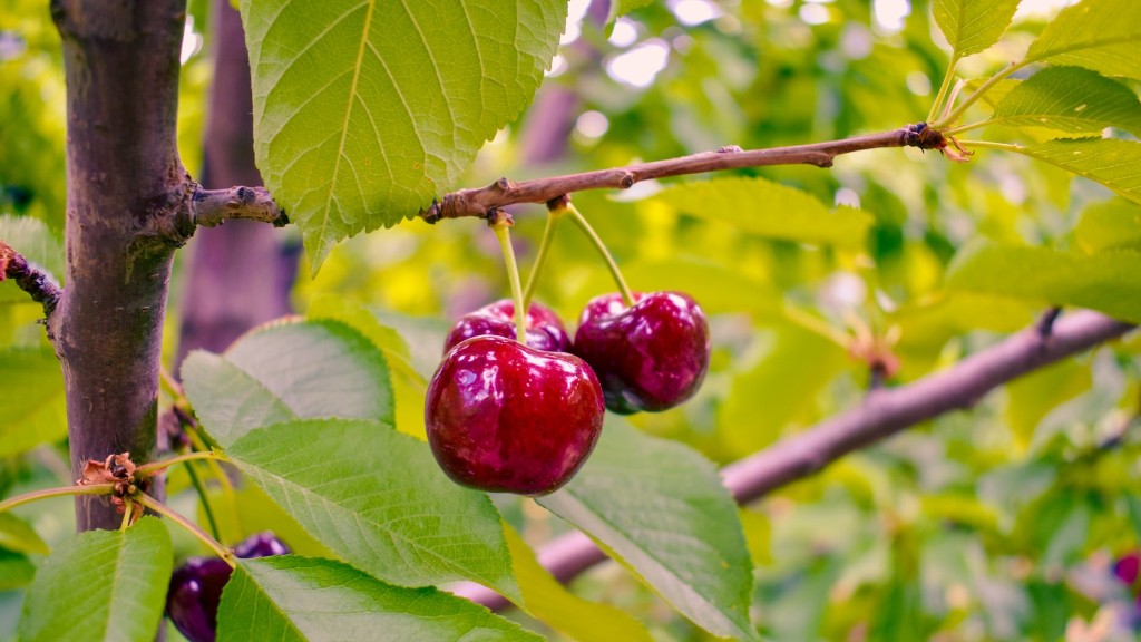 Are cherry tree roots invasive?