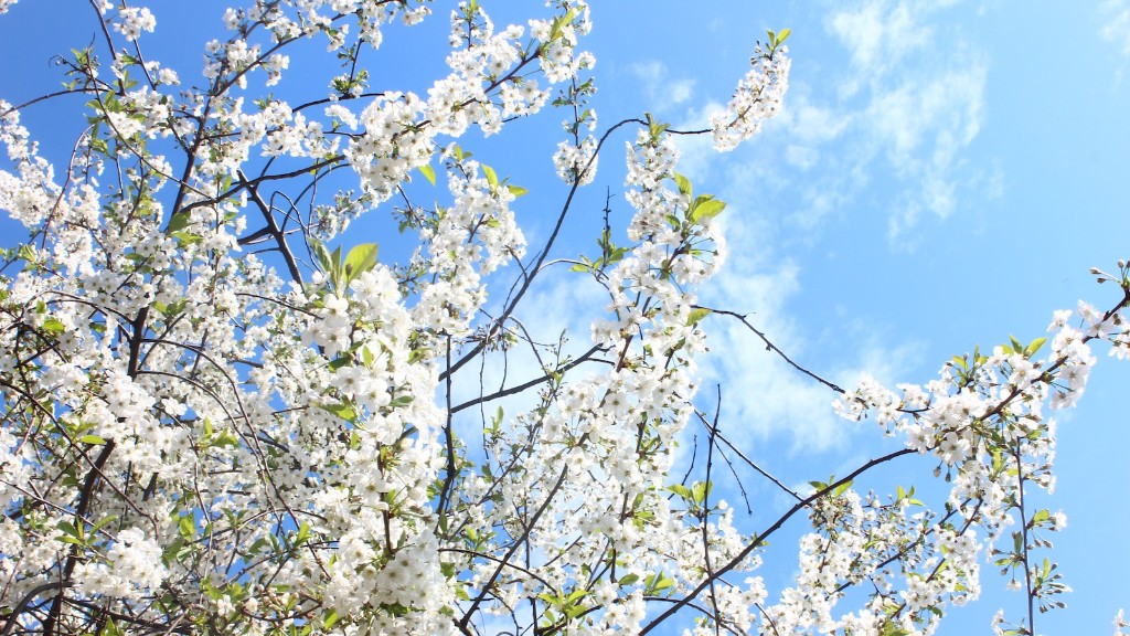 How to plant cherry tree?