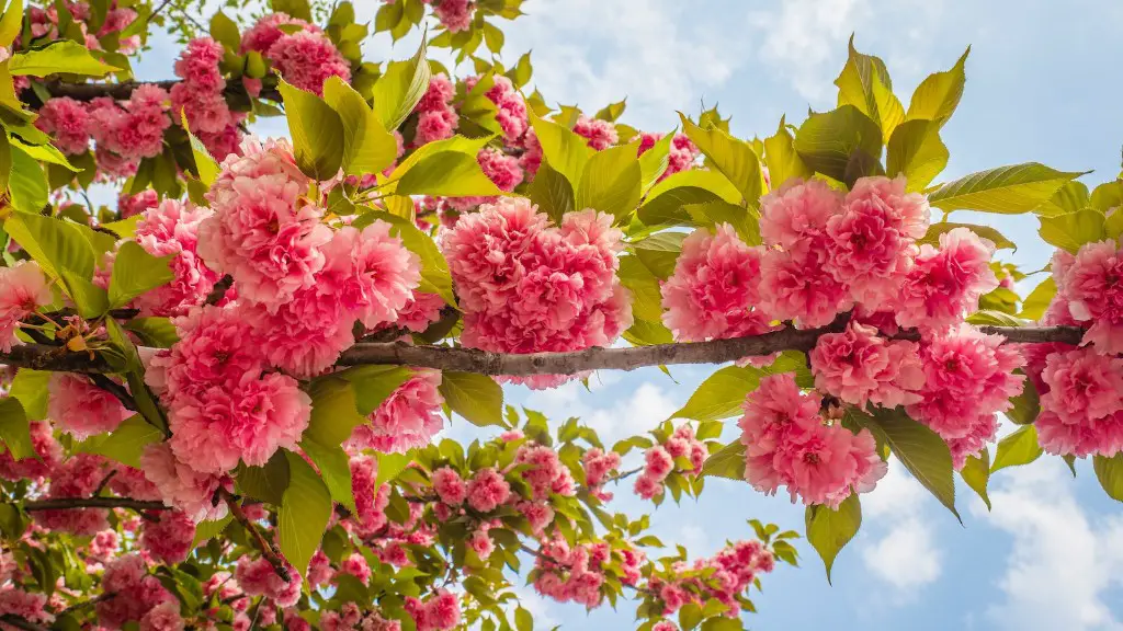 How Tall Should A Cherry Tree Be