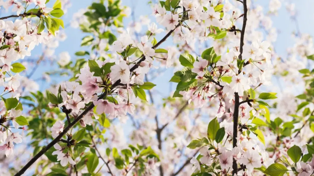 When To Prune Cherry Plum Tree