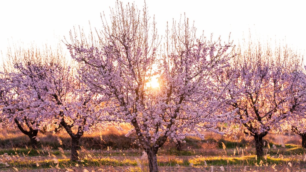 Where Can You Grow A Cherry Blossom Tree