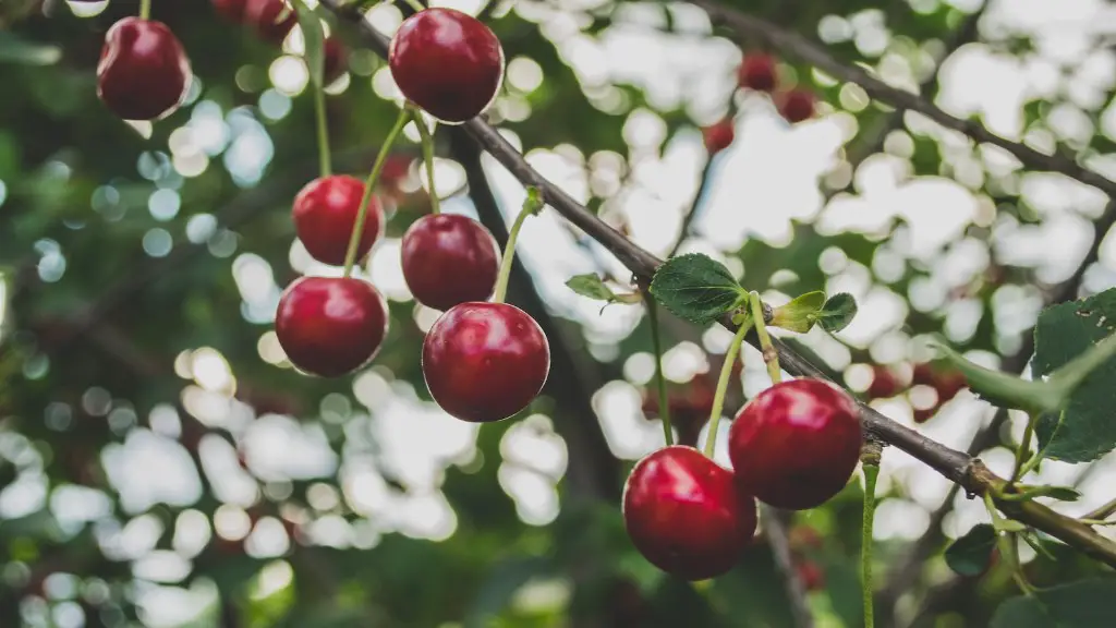 When Is A Good Time To Prune A Cherry Tree